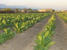 Cultivo de tabaco