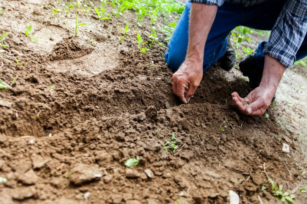 Los cultivos se ven afectados por la alta contaminación.