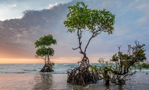 Inteligencia artificial para conocer el impacto del cambio climático en los océanos