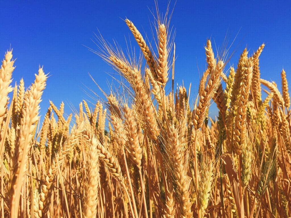 Debemos trabajar por garantizar un diseño cuidadoso de programas agroalimentarios que proporcionen sistemas de calidad, seguridad productiva y refuerzo del consumo local