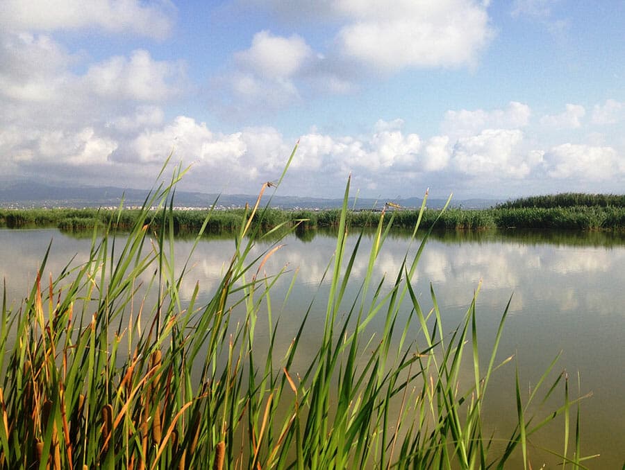 Humedales-Delta-del-Ebro