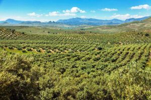 olivares de Jaén