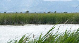 humedales de Illa de Mar y l’Embut