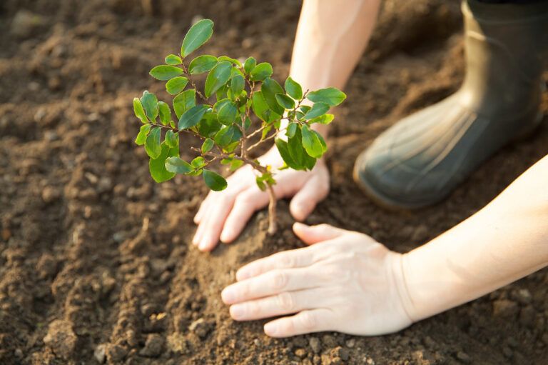 HP reforestacion bosques verdes