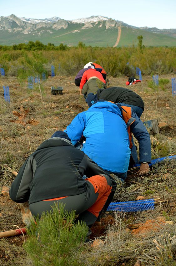 voluntarios-de-HP-plantando-árboles-en-León