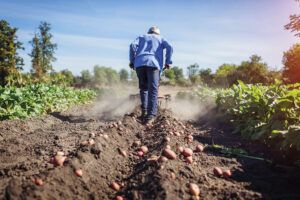 sector agroalimentario