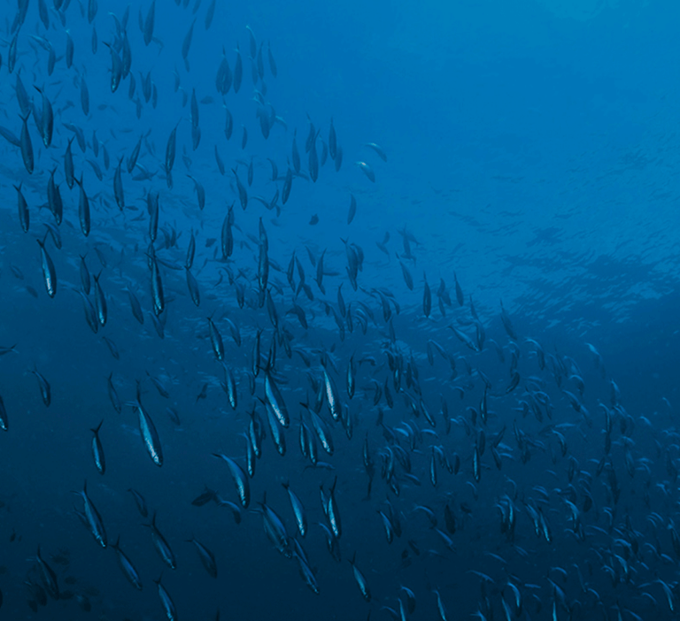 Estrategia-Oceano-Azul-