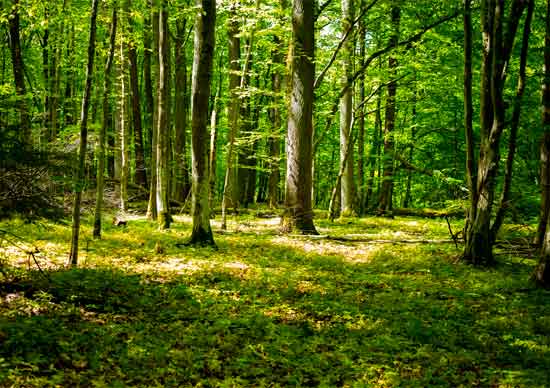 Día-Internacional-de-los-Bosques