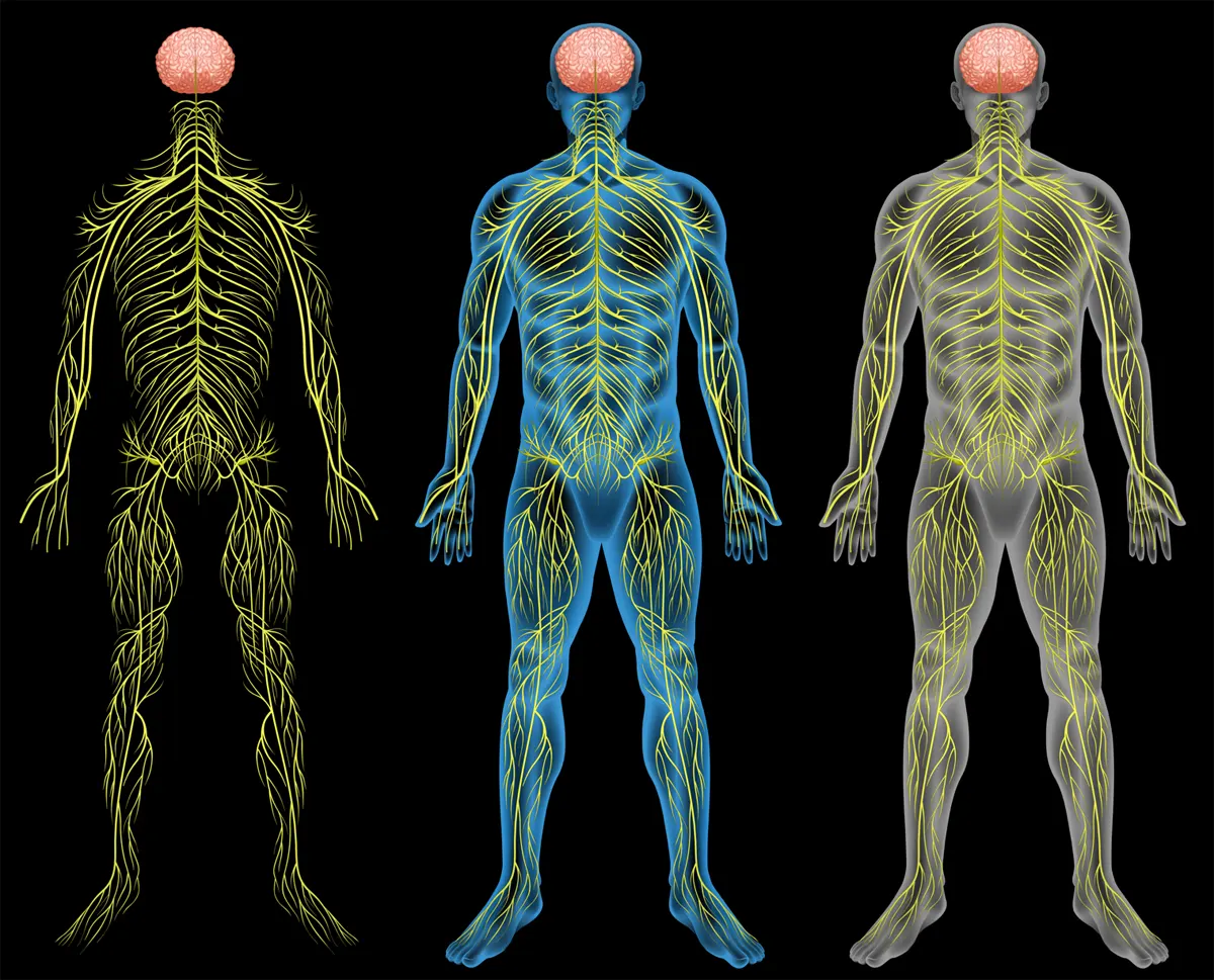 Una neurocirujana lo explica todo acerca de las lesiones de los nervios periféricos