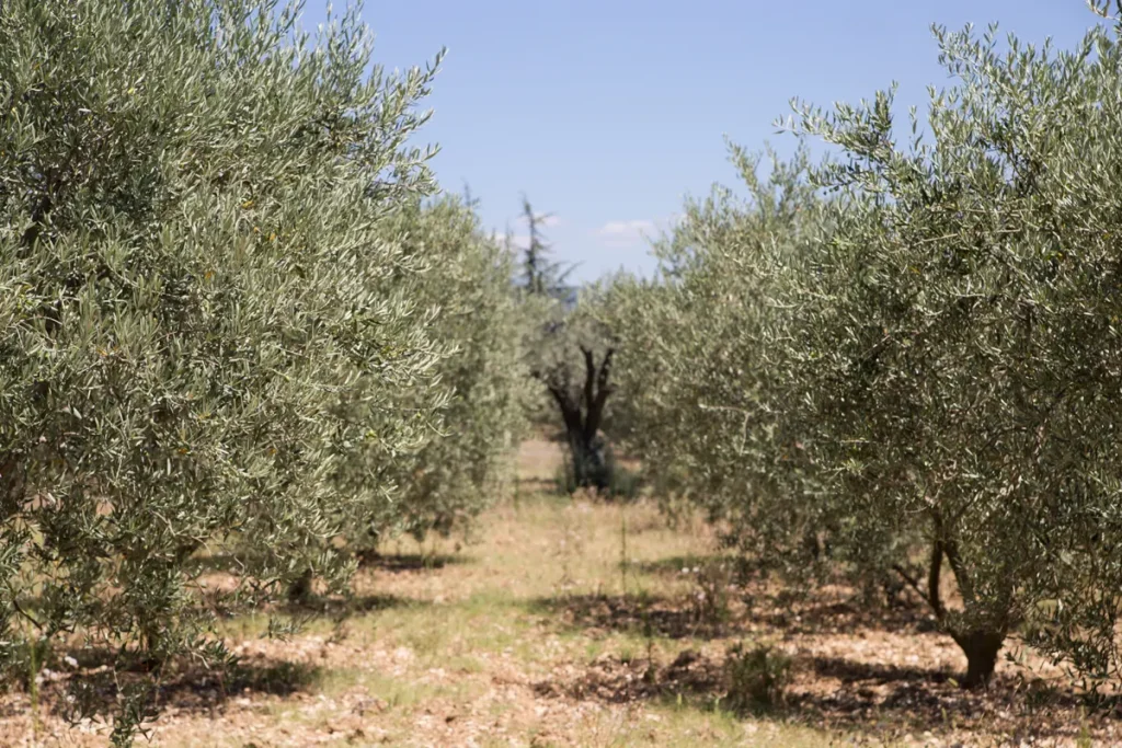 TerraNostra y Banco Santander quieren dar un impulso en la modernización del cultivo español