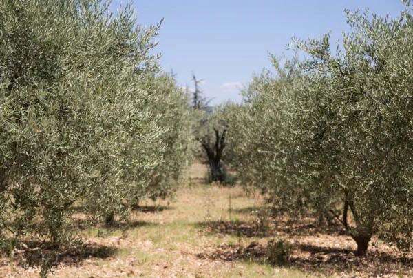 TerraNostra y Banco Santander quieren dar un impulso en la modernización del cultivo español