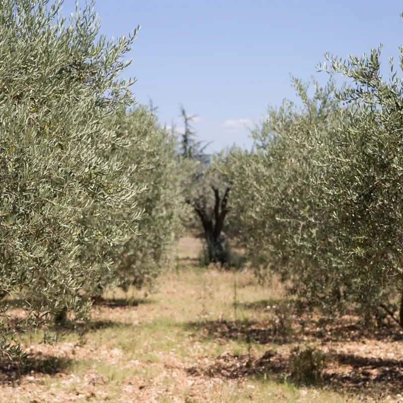 TerraNostra y Banco Santander quieren dar un impulso en la modernización del cultivo español