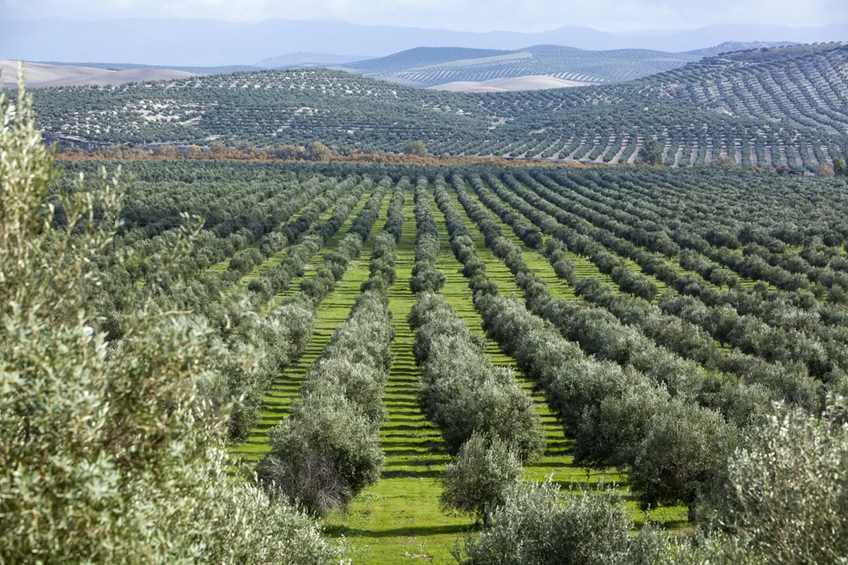 Cortijo Guadiana